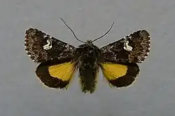 Small dark yellow underwing Coranarta cordigera Hadeninae