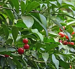 Smooth green leaves alternately attached to twigs. A few bright globe shaped red berries are scattered about in the leaves.