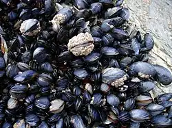 Mussels in Cornwall