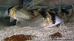 Photograph of Bluespotted Corydoras