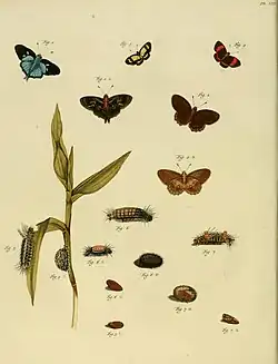 Multiple species of moth including Cosmosoma pheres as a larva on the far left side (fig.5)