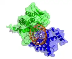 Ribbon diagram of Cre recombinase bound to substrate DNA, head on view
