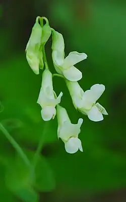 Lathyrus ochroleucus, cream pea