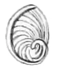 Example of an oligogyrous spiral in Cremnoconchus syhadrensis