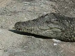 Nile crocodile
