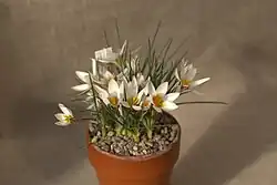 Crocus biflorus subsp. stridii at a Crocus exhibition in the greenhouses at Gothenburg Botanical Garden, spring 2016.