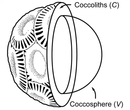 Partial cross section of a coccolithophore with coccolith layer