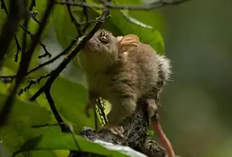 Bare-tailed woolly opossum on a branch