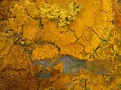 Brecciated yellow jasper, cut and oiled