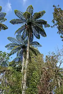 Luxuriant groups are a common sight in the New Zealand forest.