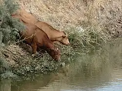 Nahal Alexander wildlife