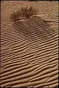 Sand ripples