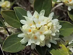 Daphne blagayana