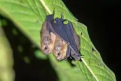 Brown bats