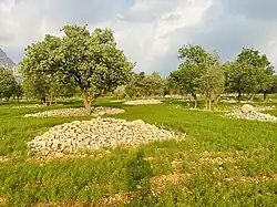 Nature of Dasht-e Barm