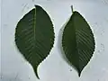 Ulmus uyematsui leaf (left) and Japanese elm leaf (right)