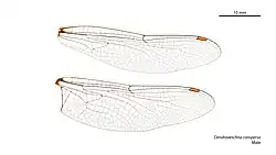Male Dendroaeschna conspersa wings