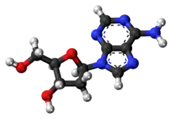 Ball-and-stick model of the deoxyadenosine molecule