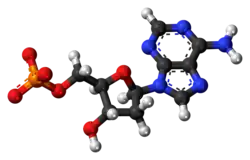 Ball-and-stick model of the deoxyadenosine monophosphate anion