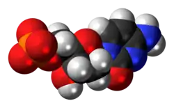 Space-filling model of the deoxycytidine monophosphate molecule as an anion (2- charge)