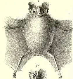 Drawing of bat