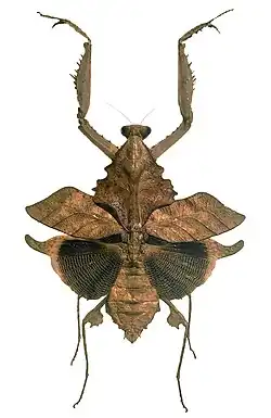 Deroplatys xuzhengfai female specimen