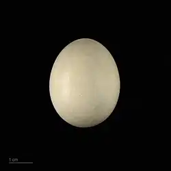 Deroptyus accipitrinus - MHNT