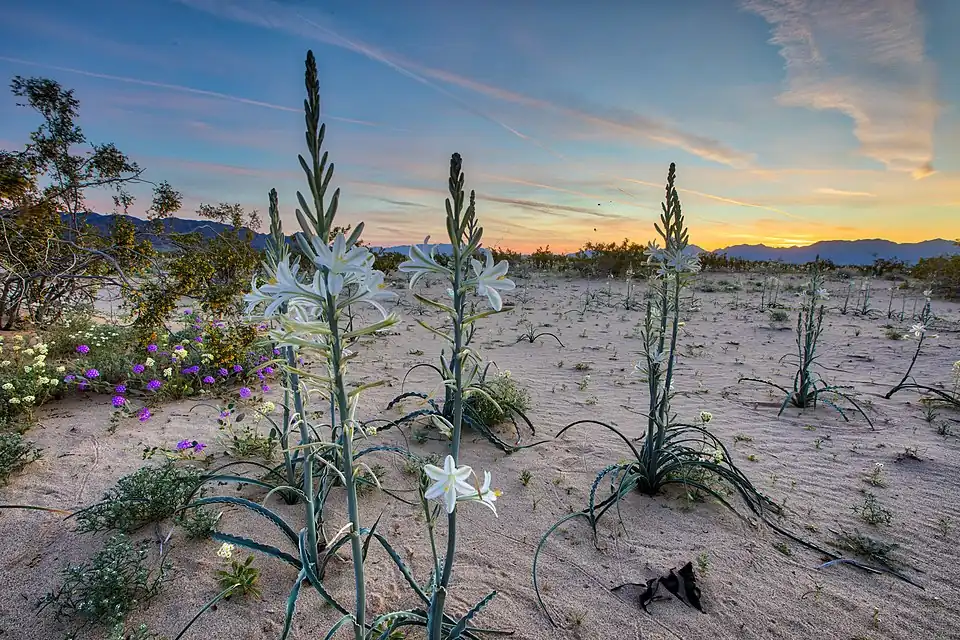 BLM Desert Lily Preserve near Desert Center, California