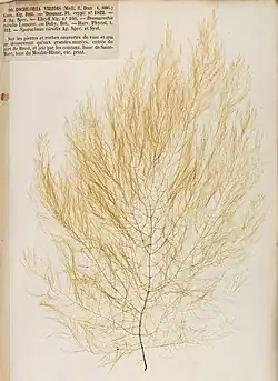 Sketch drawing of Desmarestia viridis