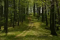 Tourist path in the Börzsöny near Diósjenő