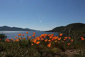 A view of Diamond Valley Lake and California Poppies