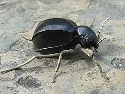 Dichtha sp., Molurina