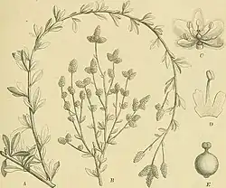 Line drawing of Paraerva microphylla; a stem with ovate leaves and small flower in bunches