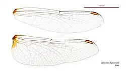 Male wings