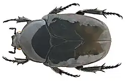 Diplognatha gagates silicea