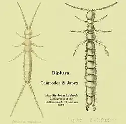 Two forms of Diplura, illustrating cerci with sensory glandular function, as contrasted with forcipate forms of cerci used in predation