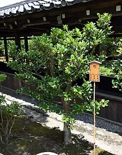 A young individual at a shrine in Japan