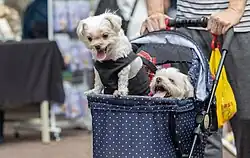 Two dogs in a stroller in Kaohsiung, Taiwan (2023). Some members of Generation Z prefer pets to children.