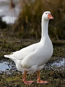 A domestic goose standing against a swampy background
