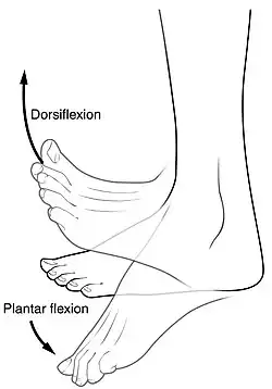 Dorsi and plantar flexion of the foot