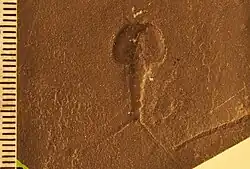 Fossil of crustacean Douglasocaris