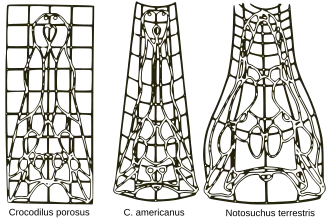 D'Arcy Thompson pioneered the study of growth and form in his 1917 book.