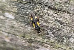 Dryophilocoris flavoquadrimaculatus.