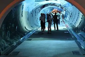 Shark tunnel