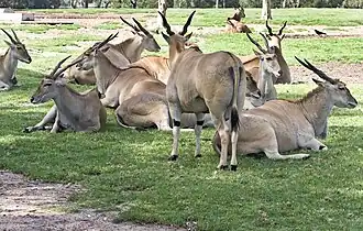 Common elands