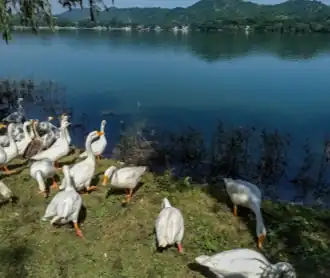 Ducks near the Mansar Lake