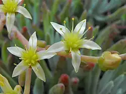 subg. Stylophyllum — The flowers of Dudleya edulis
