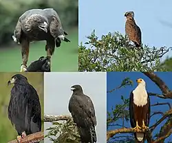 From left to right, top row first: golden eagle (Aquila chrysaetos), brown snake eagle (Circaetus cinereus), solitary eagle (Buteogallus solitarius), black eagle (Ictinaetus malaiensis) and African fish eagle (Icthyophaga vocifer).