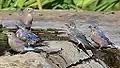 Eastern Bluebirds.