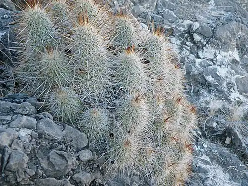 Habitat in Viesca, Coahuila